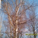 А из нашего окошка, видна весенняя березка