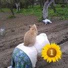 посевная для рыжих